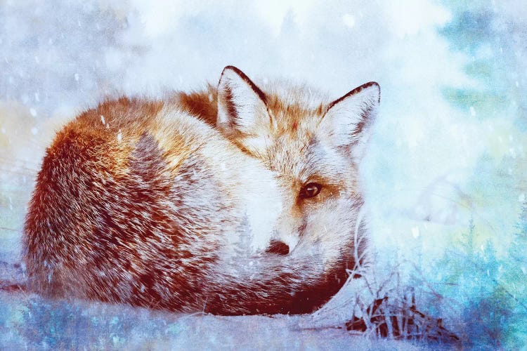 Red Fox Winter Turquoise Forest Animal Portrait