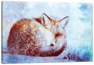 Red Fox Winter Turquoise Forest Animal Portrait Canvas Art Print - Fox Art