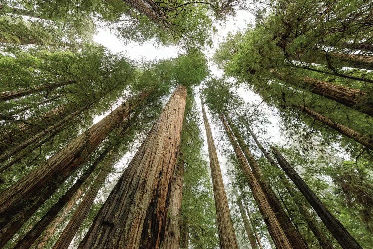 Redwood Forest Canopy Sky