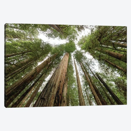 Redwood Forest Canopy Sky Canvas Print #MGK415} by Nature Magick Canvas Artwork