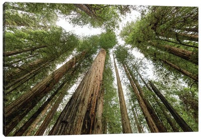 Redwood Forest Canopy Sky Canvas Art Print - Trekking