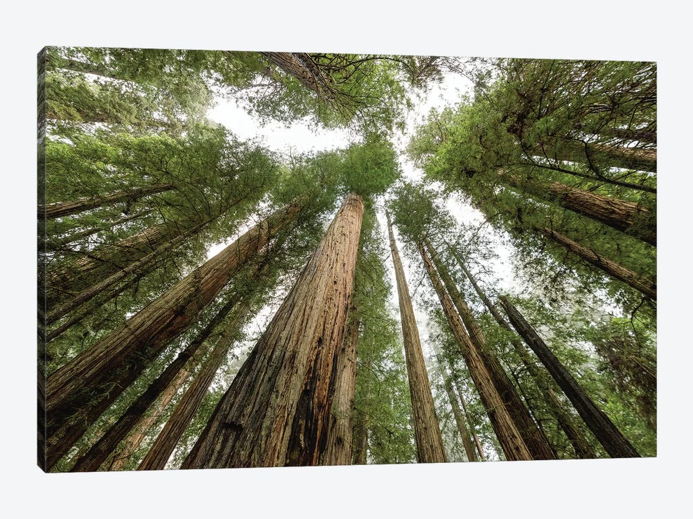Redwood Forest Canopy Sky by Nature Magick 1-piece Canvas Print