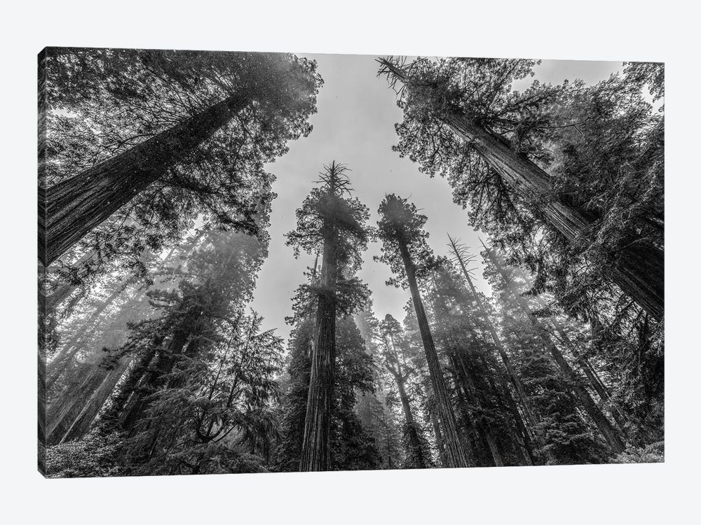 Sequoia Tree Forest Sky Black and White by Nature Magick 1-piece Art Print