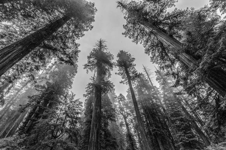 Sequoia Tree Forest Sky Black and White