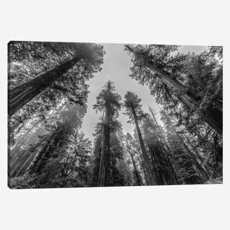 Sequoia Tree Forest Sky Black and White Canvas Print #MGK424} by Nature Magick Canvas Print