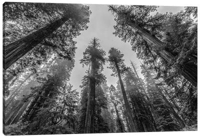 Sequoia Tree Forest Sky Black and White Canvas Art Print