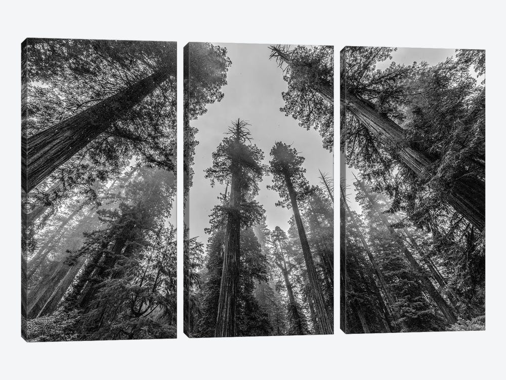 Sequoia Tree Forest Sky Black and White by Nature Magick 3-piece Canvas Print