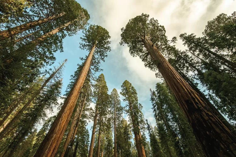 Sequoia Treescape Blue Sky