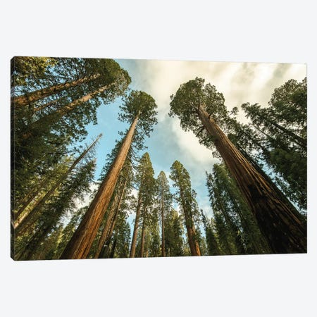 Sequoia Treescape Blue Sky Canvas Print #MGK425} by Nature Magick Canvas Print