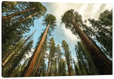 Sequoia Treescape Blue Sky Canvas Art Print - Nature Magick