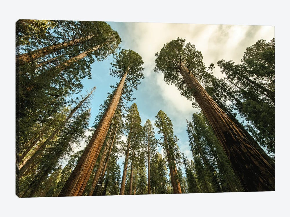 Sequoia Treescape Blue Sky by Nature Magick 1-piece Canvas Art