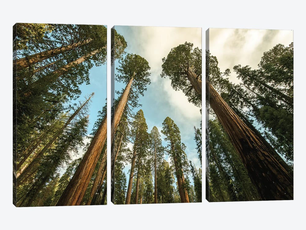 Sequoia Treescape Blue Sky by Nature Magick 3-piece Canvas Wall Art