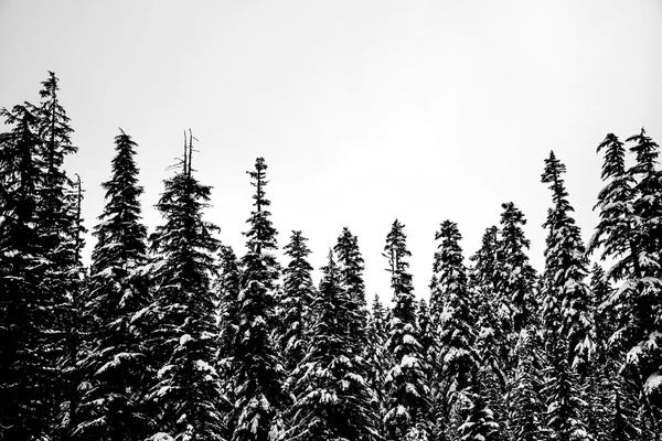Nature Magick: Snow Covered Forest Treescape II by Nature Magick