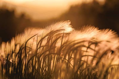 Summer Sunset Vintage Field Adventure by Nature Magick multi panel art