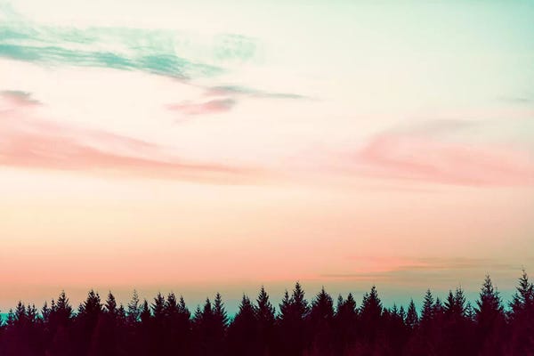 Sunset Over The Pines