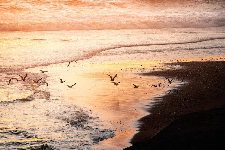 Sunset Seagulls and Pacific Ocean II