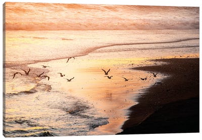 Sunset Seagulls and Pacific Ocean II Canvas Art Print - Nature Magick