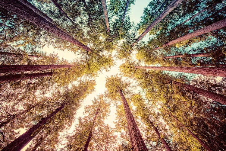 Vintage Forest Canopy Sky