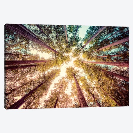Vintage Forest Canopy Sky Canvas Print #MGK476} by Nature Magick Canvas Wall Art