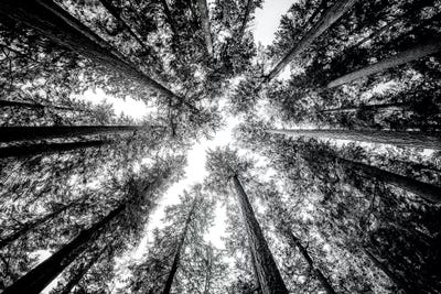 Vintage Forest Canopy Sky Black and White by Nature Magick art print