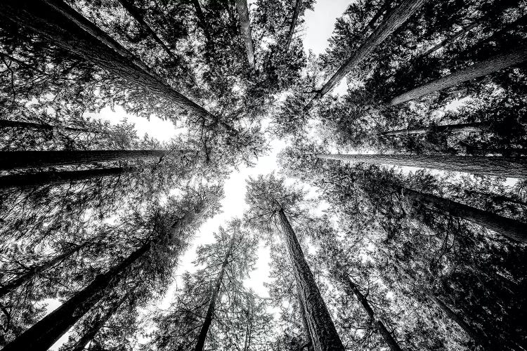 Vintage Forest Canopy Sky Black and White