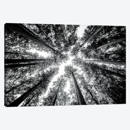 Vintage Forest Canopy Sky Black and White Canvas Print #MGK477} by Nature Magick Canvas Wall Art