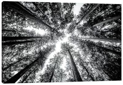 Vintage Forest Canopy Sky Black and White Canvas Art Print - Nature Magick