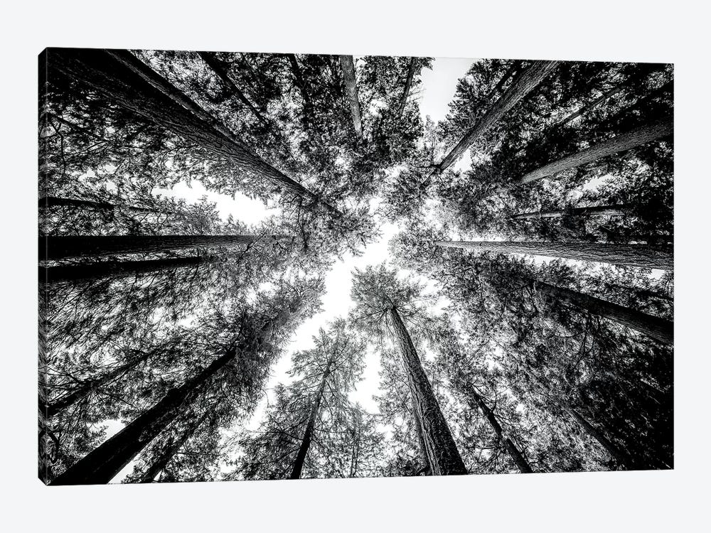 Vintage Forest Canopy Sky Black and White by Nature Magick 1-piece Art Print
