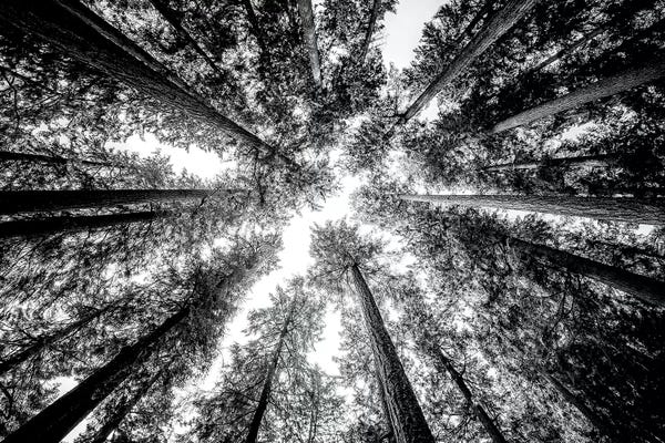 Nature Magick: Vintage Forest Canopy Sky Black and White by Nature Magick
