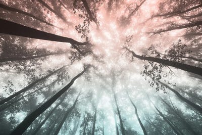 Forest Sky - Wanderlust Adventure by Nature Magick canvas print