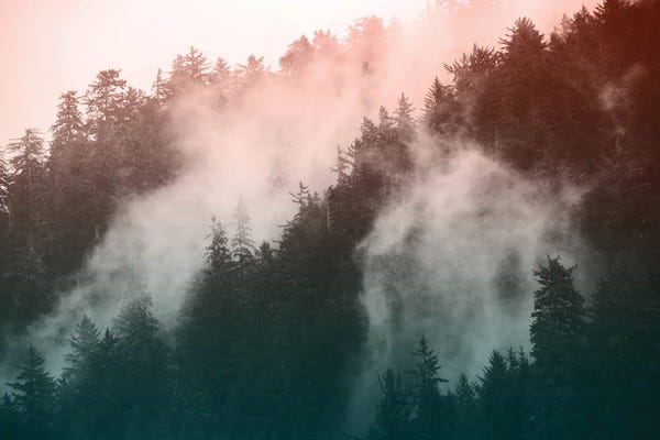 Atmospheric Photography: Redwood National Park Forest - Wanderlust Adventure by Nature Magick