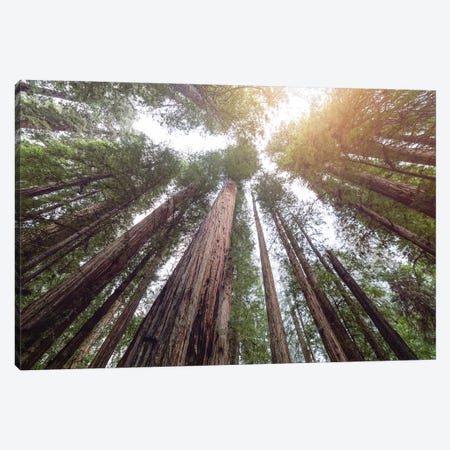 Redwood National Park Forest Sky Canvas Print #MGK520} by Nature Magick Canvas Art Print