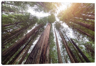 Redwood National Park Forest Sky Canvas Art Print - Travel Journal