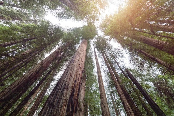Travel Journal: Redwood National Park Forest Sky by Nature Magick