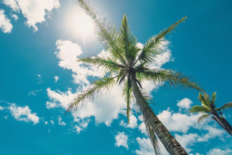 Tropical Palm Tree - California Beach