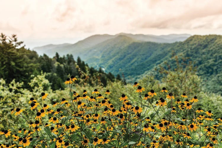 Great Smoky Mountain National Park Wildflowers by Nature Magick wall art