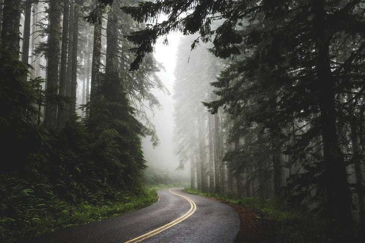 Foggy Forest Adventure Pacific Northwest