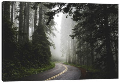 Foggy Forest Adventure Pacific Northwest Canvas Art Print - Trail, Path & Road Art
