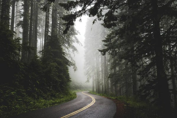Foggy Forest Adventure Pacific Northwest