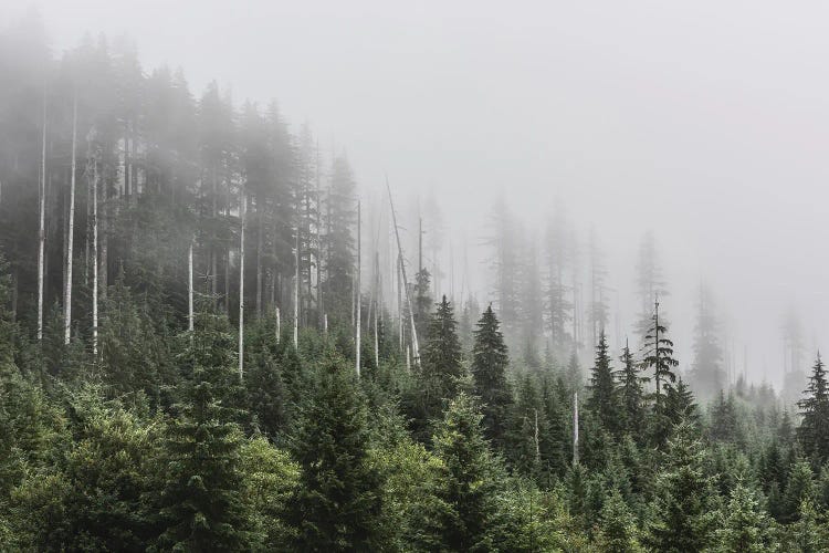 Pacific Northwest Forest Adventure