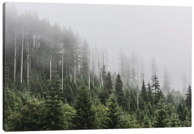 Pacific Northwest Forest Adventure Canvas Art Print - Nature Magick
