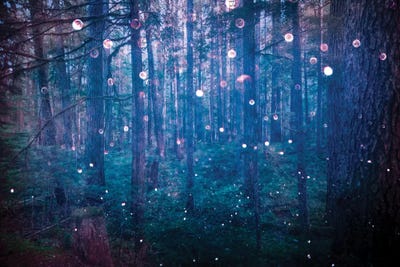 Adventure In The Woods by Nature Magick canvas print