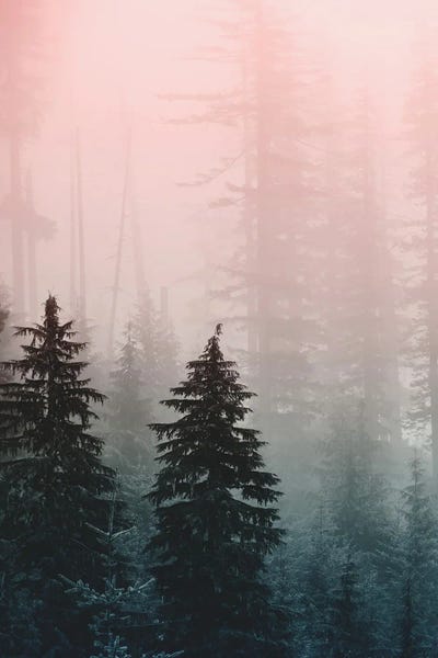 Mist & Fog: Mountain Forest Triptych III by Nature Magick