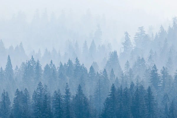 Frosty Mountain Forest Blue Foggy Trees