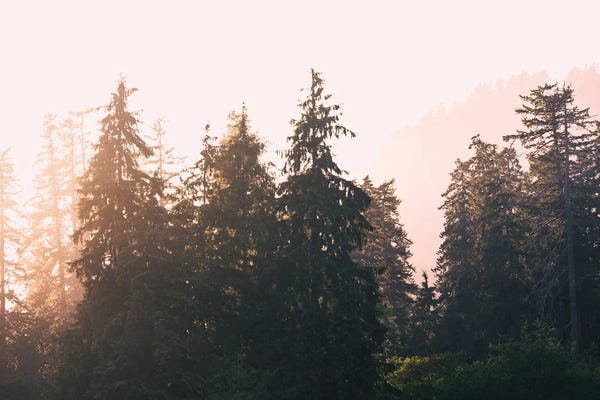 Nature Magick: Sunset In Paradise Pastel Forest Melody by Nature Magick