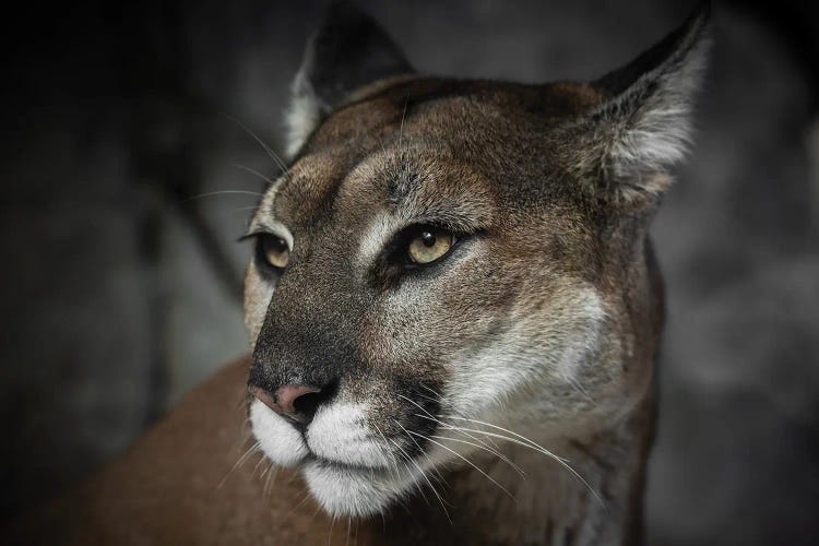 Cougar Courage Animal Portrait by Nature Magick wall art