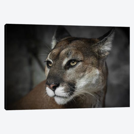 Cougar Courage Animal Portrait Canvas Print #MGK593} by Nature Magick Canvas Wall Art