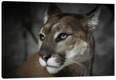 Cougar Courage Animal Portrait Canvas Art Print - Cougars