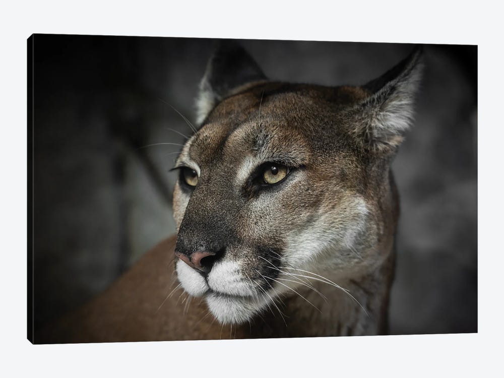 Cougar Courage Animal Portrait by Nature Magick 1-piece Canvas Wall Art