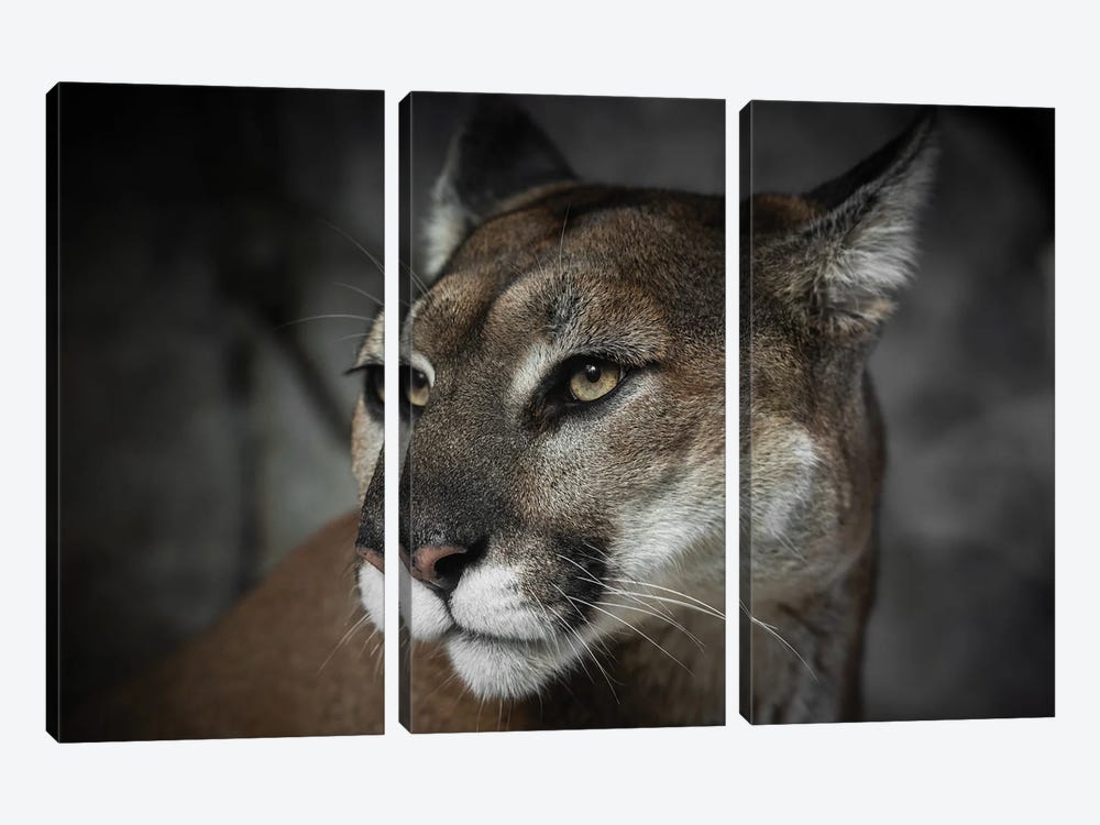 Cougar Courage Animal Portrait by Nature Magick 3-piece Canvas Artwork